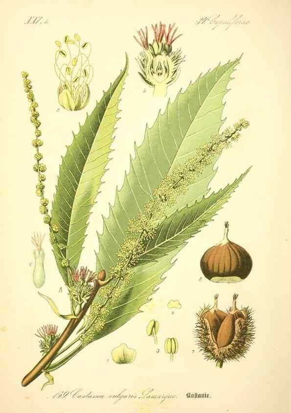 Reproducción/Reproduction 27064743981: Prof. Dr. Thomé's Flora von Deutschland, Österreich und der Schweiz, in Wort und Bild, für Schule und Haus ; mit ... Tafeln ... von Walter Müller.. Gera-Untermhaus :F.E. Köhler,1886-1934.