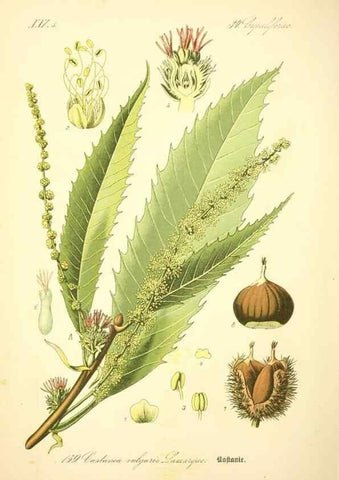 Reproducción/Reproduction 27064743981: Prof. Dr. Thomé's Flora von Deutschland, Österreich und der Schweiz, in Wort und Bild, für Schule und Haus ; mit ... Tafeln ... von Walter Müller.. Gera-Untermhaus :F.E. Köhler,1886-1934.