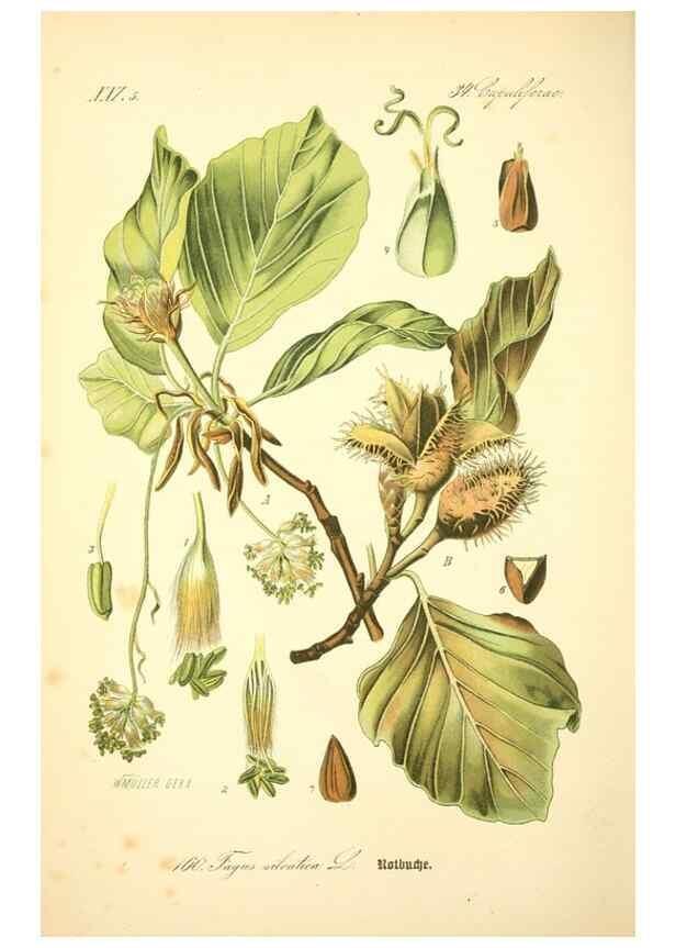 Reproducción/Reproduction 26527419494: Prof. Dr. Thomé's Flora von Deutschland, Österreich und der Schweiz, in Wort und Bild, für Schule und Haus ; mit ... Tafeln ... von Walter Müller.. Gera-Untermhaus :F.E. Köhler,1886-1934.