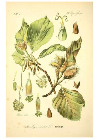 Reproducción/Reproduction 26527419494: Prof. Dr. Thomé's Flora von Deutschland, Österreich und der Schweiz, in Wort und Bild, für Schule und Haus ; mit ... Tafeln ... von Walter Müller.. Gera-Untermhaus :F.E. Köhler,1886-1934.