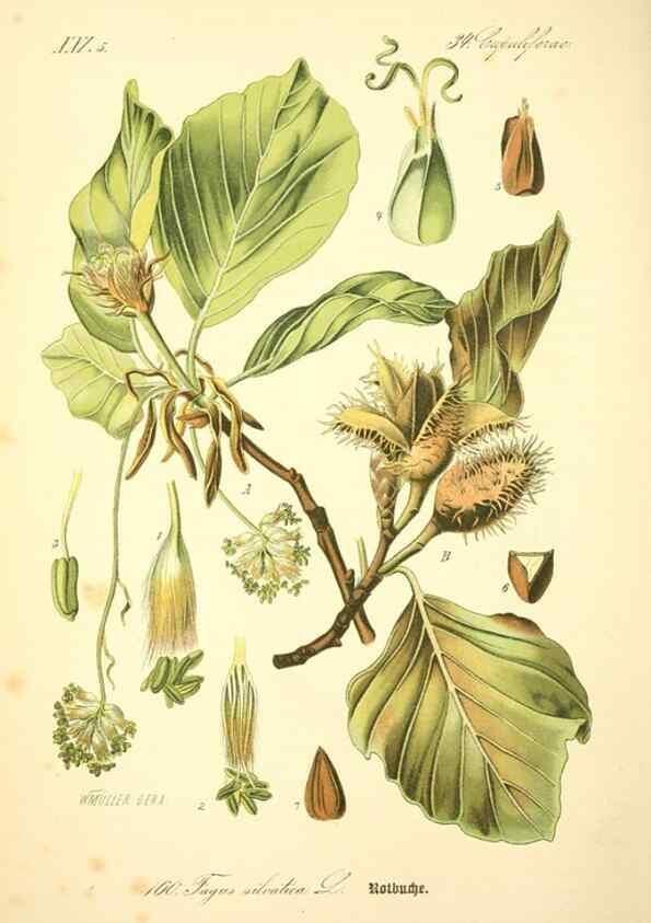 Reproducción/Reproduction 26527419494: Prof. Dr. Thomé's Flora von Deutschland, Österreich und der Schweiz, in Wort und Bild, für Schule und Haus ; mit ... Tafeln ... von Walter Müller.. Gera-Untermhaus :F.E. Köhler,1886-1934.