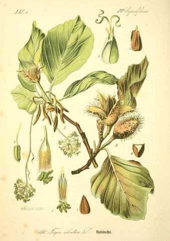Reproducción/Reproduction 26527419494: Prof. Dr. Thomé's Flora von Deutschland, Österreich und der Schweiz, in Wort und Bild, für Schule und Haus ; mit ... Tafeln ... von Walter Müller.. Gera-Untermhaus :F.E. Köhler,1886-1934.