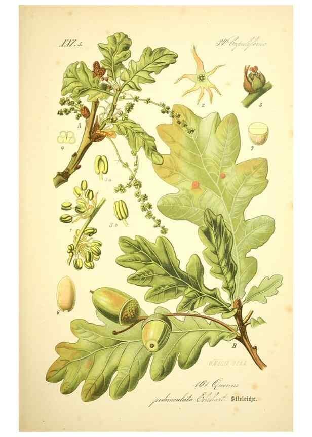Reproducción/Reproduction 27099904016: Prof. Dr. Thomé's Flora von Deutschland, Österreich und der Schweiz, in Wort und Bild, für Schule und Haus ; mit ... Tafeln ... von Walter Müller.. Gera-Untermhaus :F.E. Köhler,1886-1934.
