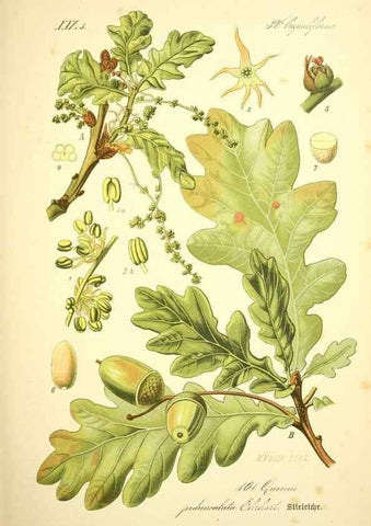 Reproducción/Reproduction 27099904016: Prof. Dr. Thomé's Flora von Deutschland, Österreich und der Schweiz, in Wort und Bild, für Schule und Haus ; mit ... Tafeln ... von Walter Müller.. Gera-Untermhaus :F.E. Köhler,1886-1934.