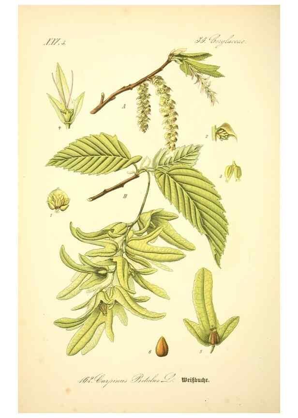 Reproducción/Reproduction 26529112733: Prof. Dr. Thomé's Flora von Deutschland, Österreich und der Schweiz, in Wort und Bild, für Schule und Haus ; mit ... Tafeln ... von Walter Müller.. Gera-Untermhaus :F.E. Köhler,1886-1934.