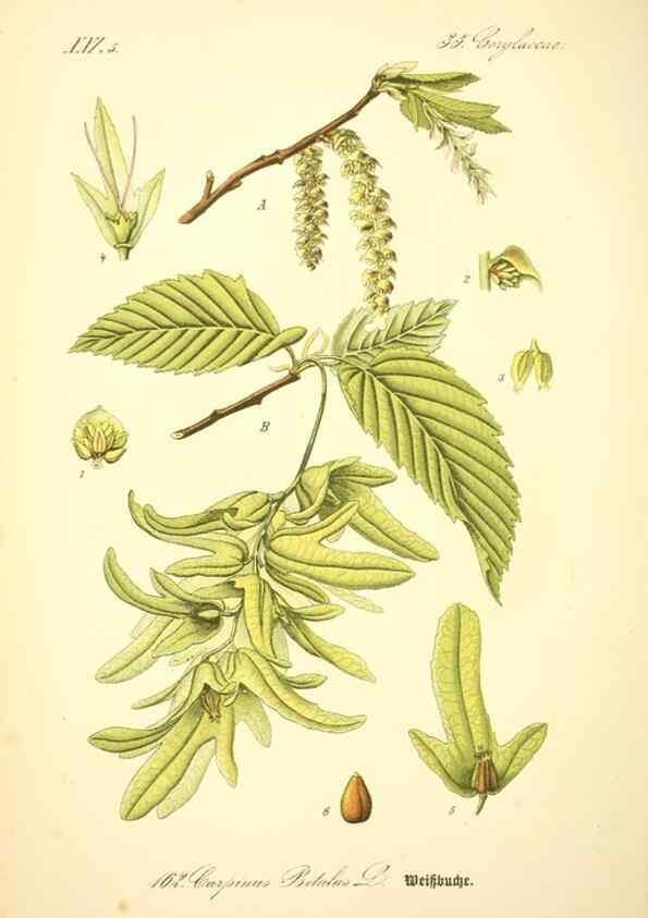 Reproducción/Reproduction 26529112733: Prof. Dr. Thomé's Flora von Deutschland, Österreich und der Schweiz, in Wort und Bild, für Schule und Haus ; mit ... Tafeln ... von Walter Müller.. Gera-Untermhaus :F.E. Köhler,1886-1934.