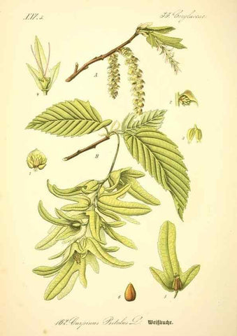 Reproducción/Reproduction 26529112733: Prof. Dr. Thomé's Flora von Deutschland, Österreich und der Schweiz, in Wort und Bild, für Schule und Haus ; mit ... Tafeln ... von Walter Müller.. Gera-Untermhaus :F.E. Köhler,1886-1934.