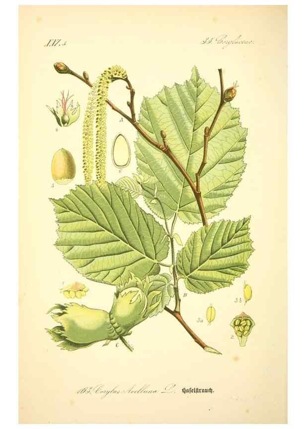 Reproducción/Reproduction 27099908896: Prof. Dr. Thomé's Flora von Deutschland, Österreich und der Schweiz, in Wort und Bild, für Schule und Haus ; mit ... Tafeln ... von Walter Müller.. Gera-Untermhaus :F.E. Köhler,1886-1934.