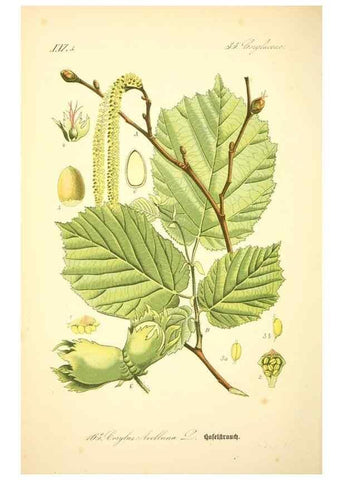 Reproducción/Reproduction 27099908896: Prof. Dr. Thomé's Flora von Deutschland, Österreich und der Schweiz, in Wort und Bild, für Schule und Haus ; mit ... Tafeln ... von Walter Müller.. Gera-Untermhaus :F.E. Köhler,1886-1934.
