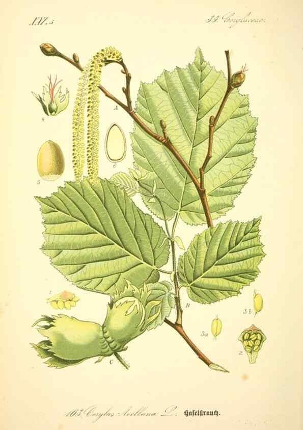 Reproducción/Reproduction 27099908896: Prof. Dr. Thomé's Flora von Deutschland, Österreich und der Schweiz, in Wort und Bild, für Schule und Haus ; mit ... Tafeln ... von Walter Müller.. Gera-Untermhaus :F.E. Köhler,1886-1934.