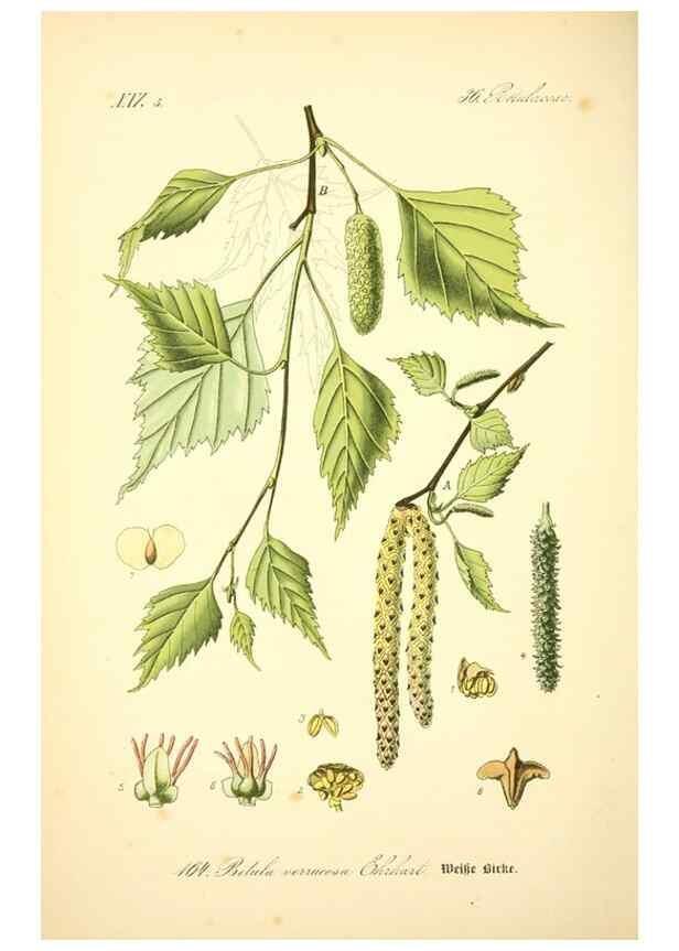 Reproducción/Reproduction 27038390502: Prof. Dr. Thomé's Flora von Deutschland, Österreich und der Schweiz, in Wort und Bild, für Schule und Haus ; mit ... Tafeln ... von Walter Müller.. Gera-Untermhaus :F.E. Köhler,1886-1934.