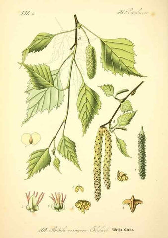 Reproducción/Reproduction 27038390502: Prof. Dr. Thomé's Flora von Deutschland, Österreich und der Schweiz, in Wort und Bild, für Schule und Haus ; mit ... Tafeln ... von Walter Müller.. Gera-Untermhaus :F.E. Köhler,1886-1934.