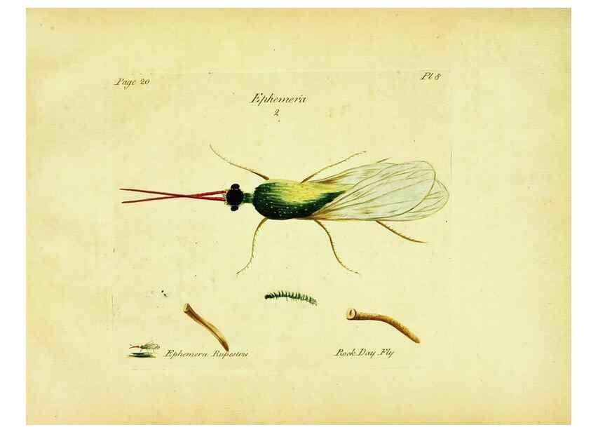 Reproducción/Reproduction 26917546796: A decade of curious insects: some of them not describ'd before:. London,Printed for the author,1773.