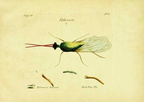 Reproducción/Reproduction 26917546796: A decade of curious insects: some of them not describ'd before:. London,Printed for the author,1773.