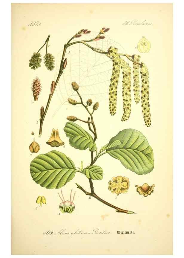 Reproducción/Reproduction 27133443415: Prof. Dr. Thomé's Flora von Deutschland, Österreich und der Schweiz, in Wort und Bild, für Schule und Haus ; mit ... Tafeln ... von Walter Müller.. Gera-Untermhaus :F.E. Köhler,1886-1934.
