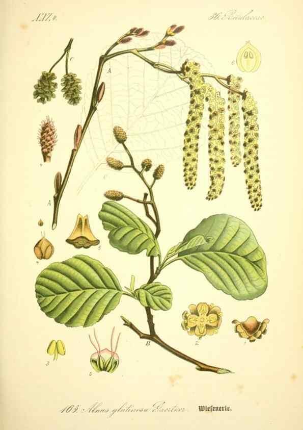 Reproducción/Reproduction 27133443415: Prof. Dr. Thomé's Flora von Deutschland, Österreich und der Schweiz, in Wort und Bild, für Schule und Haus ; mit ... Tafeln ... von Walter Müller.. Gera-Untermhaus :F.E. Köhler,1886-1934.