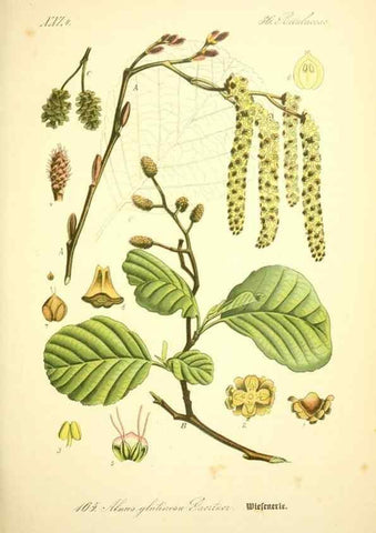 Reproducción/Reproduction 27133443415: Prof. Dr. Thomé's Flora von Deutschland, Österreich und der Schweiz, in Wort und Bild, für Schule und Haus ; mit ... Tafeln ... von Walter Müller.. Gera-Untermhaus :F.E. Köhler,1886-1934.