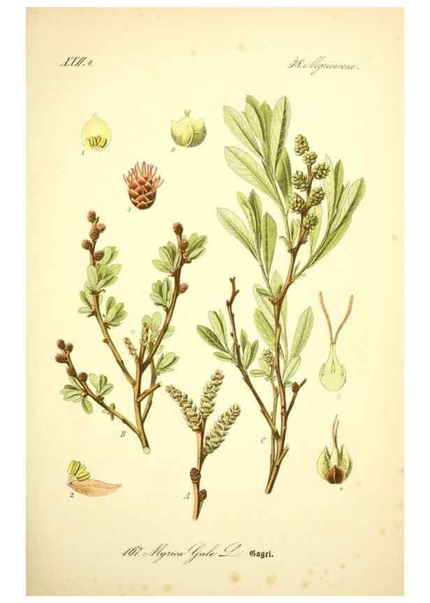 Reproducción/Reproduction 26858857790: Prof. Dr. Thomé's Flora von Deutschland, Österreich und der Schweiz, in Wort und Bild, für Schule und Haus ; mit ... Tafeln ... von Walter Müller.. Gera-Untermhaus :F.E. Köhler,1886-1934.