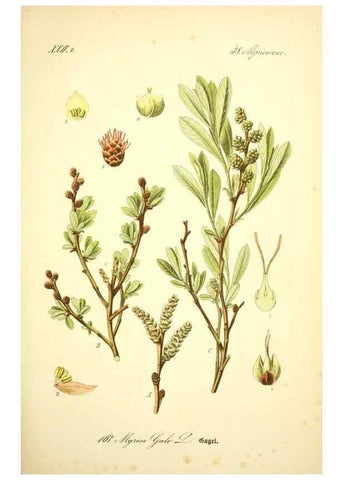Reproducción/Reproduction 26858857790: Prof. Dr. Thomé's Flora von Deutschland, Österreich und der Schweiz, in Wort und Bild, für Schule und Haus ; mit ... Tafeln ... von Walter Müller.. Gera-Untermhaus :F.E. Köhler,1886-1934.