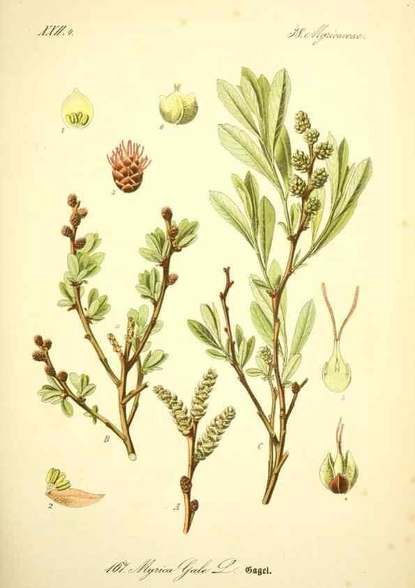 Reproducción/Reproduction 26858857790: Prof. Dr. Thomé's Flora von Deutschland, Österreich und der Schweiz, in Wort und Bild, für Schule und Haus ; mit ... Tafeln ... von Walter Müller.. Gera-Untermhaus :F.E. Köhler,1886-1934.