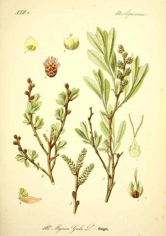 Reproducción/Reproduction 26858857790: Prof. Dr. Thomé's Flora von Deutschland, Österreich und der Schweiz, in Wort und Bild, für Schule und Haus ; mit ... Tafeln ... von Walter Müller.. Gera-Untermhaus :F.E. Köhler,1886-1934.