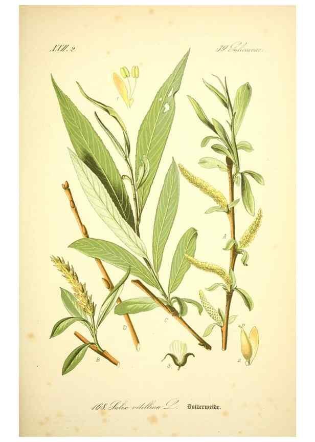 Reproducción/Reproduction 26529139533: Prof. Dr. Thomé's Flora von Deutschland, Österreich und der Schweiz, in Wort und Bild, für Schule und Haus ; mit ... Tafeln ... von Walter Müller.. Gera-Untermhaus :F.E. Köhler,1886-1934.