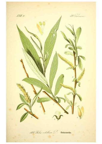 Reproducción/Reproduction 26529139533: Prof. Dr. Thomé's Flora von Deutschland, Österreich und der Schweiz, in Wort und Bild, für Schule und Haus ; mit ... Tafeln ... von Walter Müller.. Gera-Untermhaus :F.E. Köhler,1886-1934.