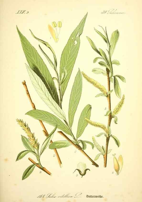 Reproducción/Reproduction 26529139533: Prof. Dr. Thomé's Flora von Deutschland, Österreich und der Schweiz, in Wort und Bild, für Schule und Haus ; mit ... Tafeln ... von Walter Müller.. Gera-Untermhaus :F.E. Köhler,1886-1934.