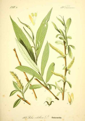 Reproducción/Reproduction 26529139533: Prof. Dr. Thomé's Flora von Deutschland, Österreich und der Schweiz, in Wort und Bild, für Schule und Haus ; mit ... Tafeln ... von Walter Müller.. Gera-Untermhaus :F.E. Köhler,1886-1934.