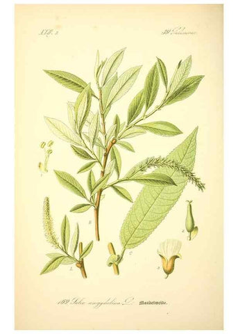Reproducción/Reproduction 27099925506: Prof. Dr. Thomé's Flora von Deutschland, Österreich und der Schweiz, in Wort und Bild, für Schule und Haus ; mit ... Tafeln ... von Walter Müller.. Gera-Untermhaus :F.E. Köhler,1886-1934.