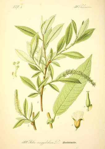 Reproducción/Reproduction 27099925506: Prof. Dr. Thomé's Flora von Deutschland, Österreich und der Schweiz, in Wort und Bild, für Schule und Haus ; mit ... Tafeln ... von Walter Müller.. Gera-Untermhaus :F.E. Köhler,1886-1934.