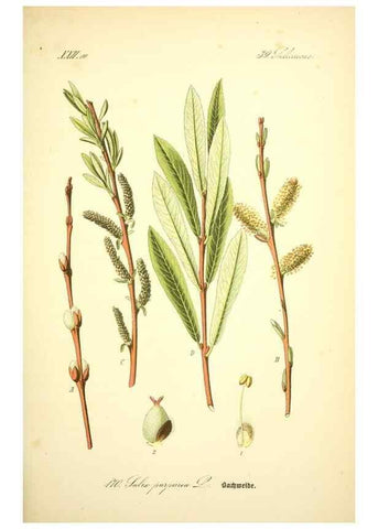 Reproducción/Reproduction 26529148963: Prof. Dr. Thomé's Flora von Deutschland, Österreich und der Schweiz, in Wort und Bild, für Schule und Haus ; mit ... Tafeln ... von Walter Müller.. Gera-Untermhaus :F.E. Köhler,1886-1934.