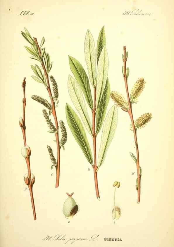 Reproducción/Reproduction 26529148963: Prof. Dr. Thomé's Flora von Deutschland, Österreich und der Schweiz, in Wort und Bild, für Schule und Haus ; mit ... Tafeln ... von Walter Müller.. Gera-Untermhaus :F.E. Köhler,1886-1934.