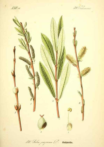 Reproducción/Reproduction 26529148963: Prof. Dr. Thomé's Flora von Deutschland, Österreich und der Schweiz, in Wort und Bild, für Schule und Haus ; mit ... Tafeln ... von Walter Müller.. Gera-Untermhaus :F.E. Köhler,1886-1934.
