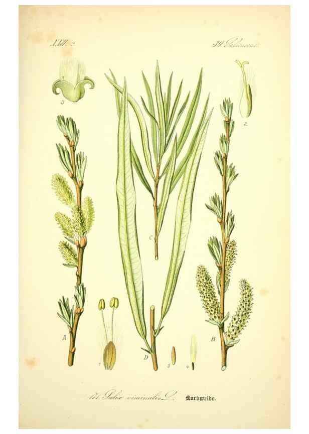 Reproducción/Reproduction 27038417862: Prof. Dr. Thomé's Flora von Deutschland, Österreich und der Schweiz, in Wort und Bild, für Schule und Haus ; mit ... Tafeln ... von Walter Müller.. Gera-Untermhaus :F.E. Köhler,1886-1934.