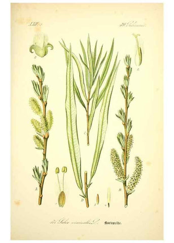 Reproducción/Reproduction 27038417862: Prof. Dr. Thomé's Flora von Deutschland, Österreich und der Schweiz, in Wort und Bild, für Schule und Haus ; mit ... Tafeln ... von Walter Müller.. Gera-Untermhaus :F.E. Köhler,1886-1934.