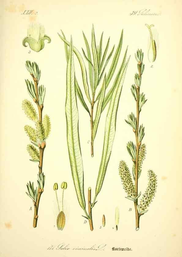 Reproducción/Reproduction 27038417862: Prof. Dr. Thomé's Flora von Deutschland, Österreich und der Schweiz, in Wort und Bild, für Schule und Haus ; mit ... Tafeln ... von Walter Müller.. Gera-Untermhaus :F.E. Köhler,1886-1934.