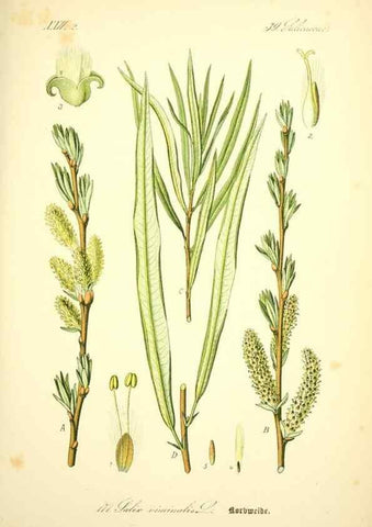 Reproducción/Reproduction 27038417862: Prof. Dr. Thomé's Flora von Deutschland, Österreich und der Schweiz, in Wort und Bild, für Schule und Haus ; mit ... Tafeln ... von Walter Müller.. Gera-Untermhaus :F.E. Köhler,1886-1934.