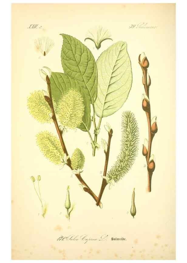 Reproducción/Reproduction 26529157543: Prof. Dr. Thomé's Flora von Deutschland, Österreich und der Schweiz, in Wort und Bild, für Schule und Haus ; mit ... Tafeln ... von Walter Müller.. Gera-Untermhaus :F.E. Köhler,1886-1934.