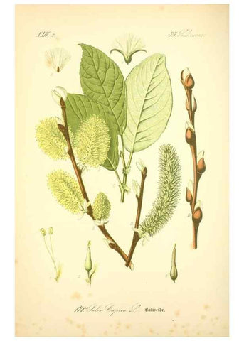 Reproducción/Reproduction 26529157543: Prof. Dr. Thomé's Flora von Deutschland, Österreich und der Schweiz, in Wort und Bild, für Schule und Haus ; mit ... Tafeln ... von Walter Müller.. Gera-Untermhaus :F.E. Köhler,1886-1934.