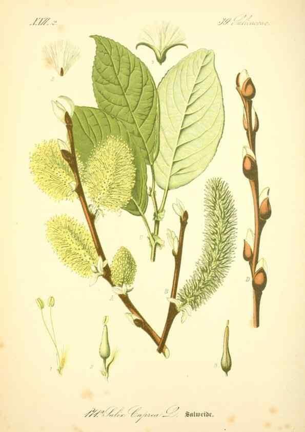 Reproducción/Reproduction 26529157543: Prof. Dr. Thomé's Flora von Deutschland, Österreich und der Schweiz, in Wort und Bild, für Schule und Haus ; mit ... Tafeln ... von Walter Müller.. Gera-Untermhaus :F.E. Köhler,1886-1934.