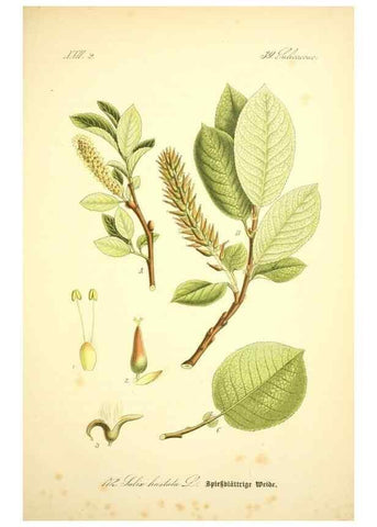 Reproducción/Reproduction 26858872850: Prof. Dr. Thomé's Flora von Deutschland, Österreich und der Schweiz, in Wort und Bild, für Schule und Haus ; mit ... Tafeln ... von Walter Müller.. Gera-Untermhaus :F.E. Köhler,1886-1934.