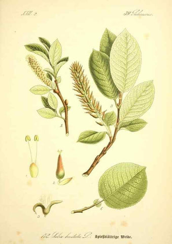 Reproducción/Reproduction 26858872850: Prof. Dr. Thomé's Flora von Deutschland, Österreich und der Schweiz, in Wort und Bild, für Schule und Haus ; mit ... Tafeln ... von Walter Müller.. Gera-Untermhaus :F.E. Köhler,1886-1934.