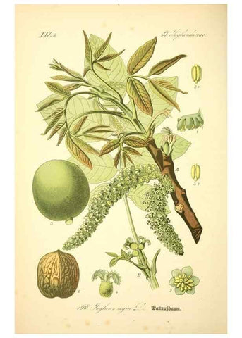 Reproducción/Reproduction 27064773211: Prof. Dr. Thomé's Flora von Deutschland, Österreich und der Schweiz, in Wort und Bild, für Schule und Haus ; mit ... Tafeln ... von Walter Müller.. Gera-Untermhaus :F.E. Köhler,1886-1934.