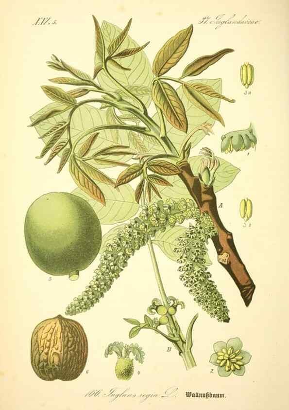 Reproducción/Reproduction 27064773211: Prof. Dr. Thomé's Flora von Deutschland, Österreich und der Schweiz, in Wort und Bild, für Schule und Haus ; mit ... Tafeln ... von Walter Müller.. Gera-Untermhaus :F.E. Köhler,1886-1934.