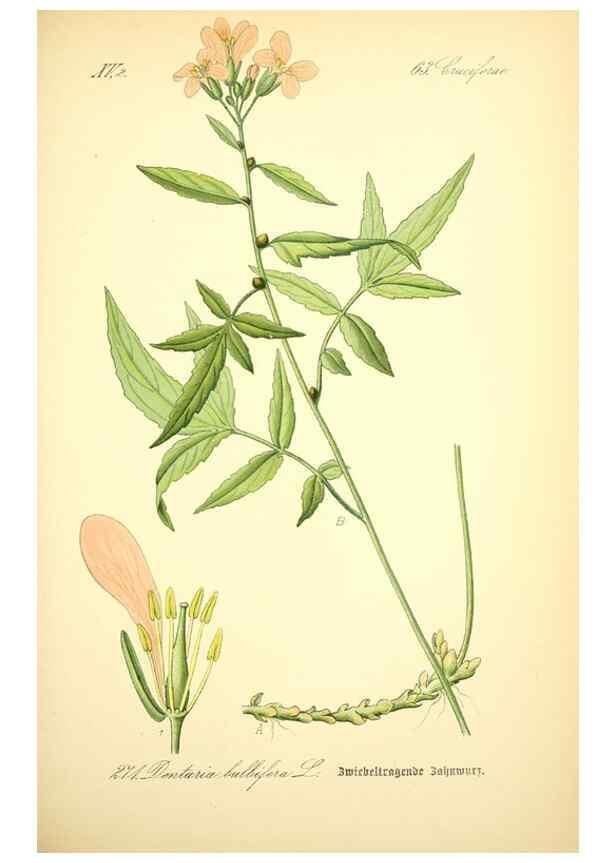 Reproducción/Reproduction 26859240810: Prof. Dr. Thomé's Flora von Deutschland, Österreich und der Schweiz, in Wort und Bild, für Schule und Haus ; mit ... Tafeln ... von Walter Müller.. Gera-Untermhaus :F.E. Köhler,1886-1934.