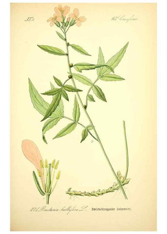 Reproducción/Reproduction 26859240810: Prof. Dr. Thomé's Flora von Deutschland, Österreich und der Schweiz, in Wort und Bild, für Schule und Haus ; mit ... Tafeln ... von Walter Müller.. Gera-Untermhaus :F.E. Köhler,1886-1934.