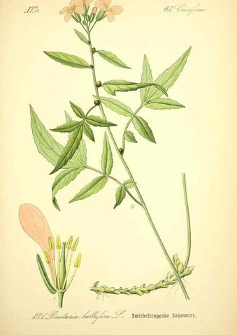 Reproducción/Reproduction 26859240810: Prof. Dr. Thomé's Flora von Deutschland, Österreich und der Schweiz, in Wort und Bild, für Schule und Haus ; mit ... Tafeln ... von Walter Müller.. Gera-Untermhaus :F.E. Köhler,1886-1934.