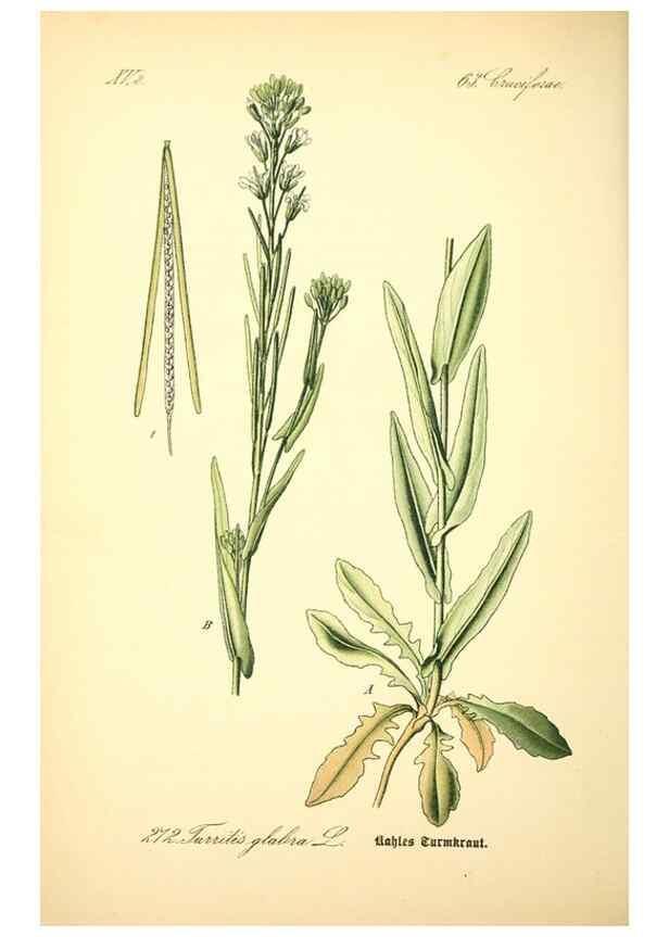 Reproducción/Reproduction 26859243510: Prof. Dr. Thomé's Flora von Deutschland, Österreich und der Schweiz, in Wort und Bild, für Schule und Haus ; mit ... Tafeln ... von Walter Müller.. Gera-Untermhaus :F.E. Köhler,1886-1934.