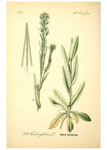 Reproducción/Reproduction 26859243510: Prof. Dr. Thomé's Flora von Deutschland, Österreich und der Schweiz, in Wort und Bild, für Schule und Haus ; mit ... Tafeln ... von Walter Müller.. Gera-Untermhaus :F.E. Köhler,1886-1934.